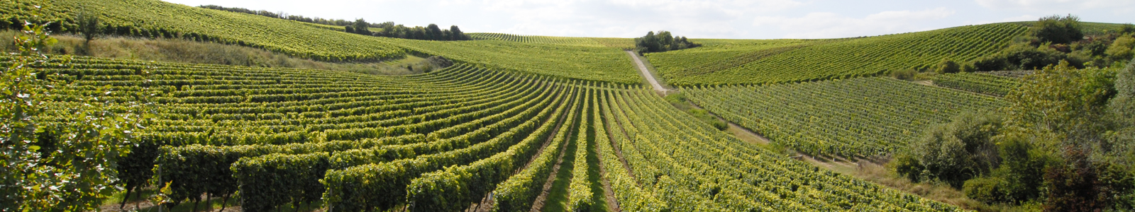 View into vineyards © Dienstleistungszentren Ländlicher Raum